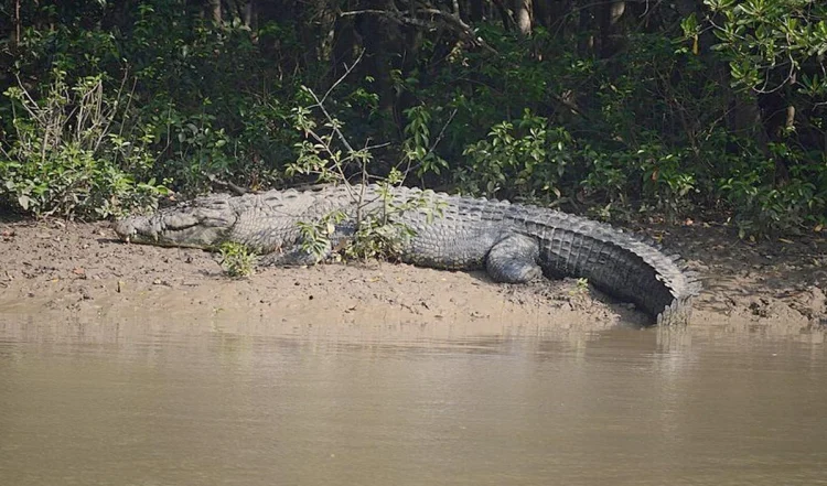 bhitarkanika-national-park_large_1648_23.webp-e1743139244323-750x441 (1)