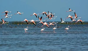 chilika-lake_large_1307_23.webp-e1742967949759-750x441 (1)