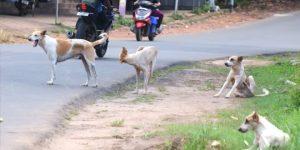 stray-dog-1744999498-e1745023327308-660x330 (2)