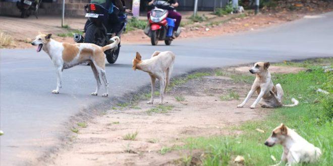 stray-dog-1744999498-e1745023327308-660x330 (2)