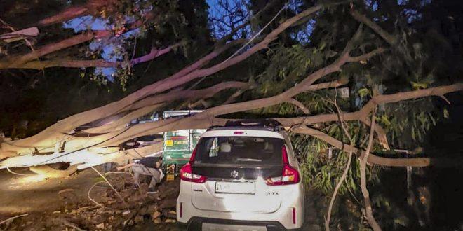 tree-uprooted-1744394924-e1744419284147-660x330 (1)