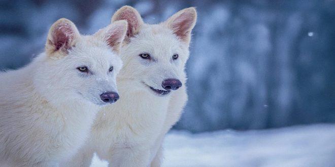 wolf2-1744104415-e1744160291894-660x330 (2)