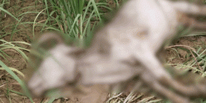 ezgifcom-resize-16_1750314809-660x330-1-e1750316461997
