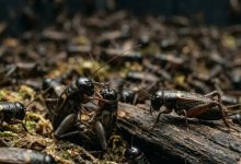 370 billion crickets farmed every year may actually feel pain, shocking new study suggests