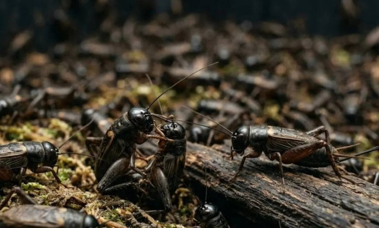 370 billion crickets farmed every year may actually feel pain, shocking new study suggests