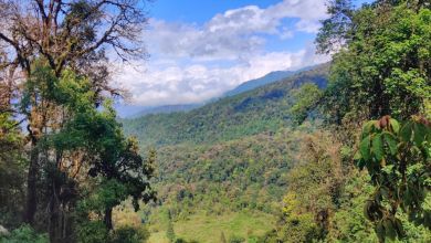 Decade-long IISc Study: Anthropogenic changes threaten eastern Himalayan birds