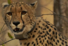 Historic milestone for India-born cheetah at Kuno: 'Mukhi' becomes adult on Monday- why it matters