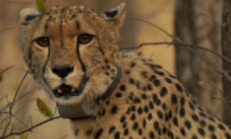 Historic milestone for India-born cheetah at Kuno: 'Mukhi' becomes adult on Monday- why it matters